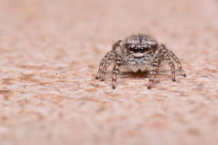 Top 10 sustainable spider food producers globally