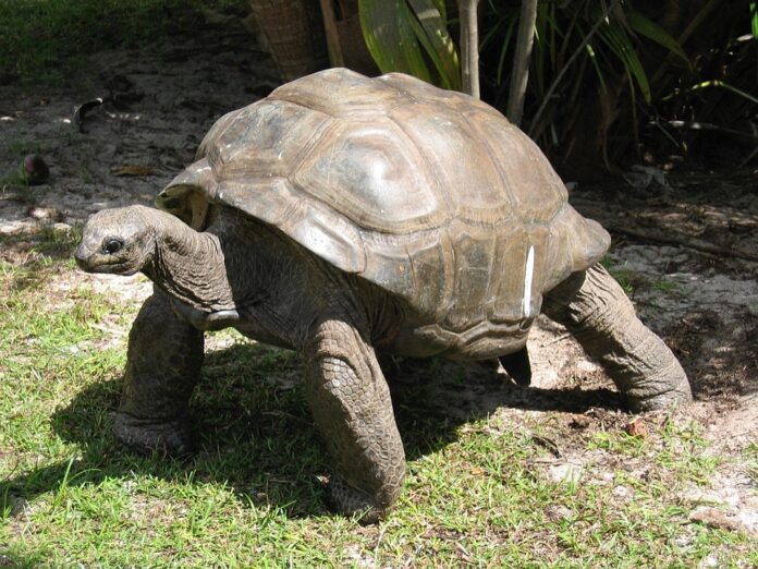 Top 10 sustainable tortoise food producers globally