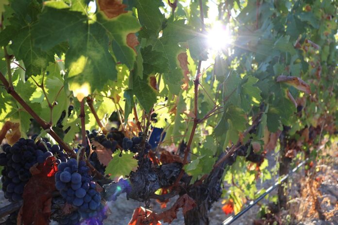 Top 10 syrah brands globally in 2025