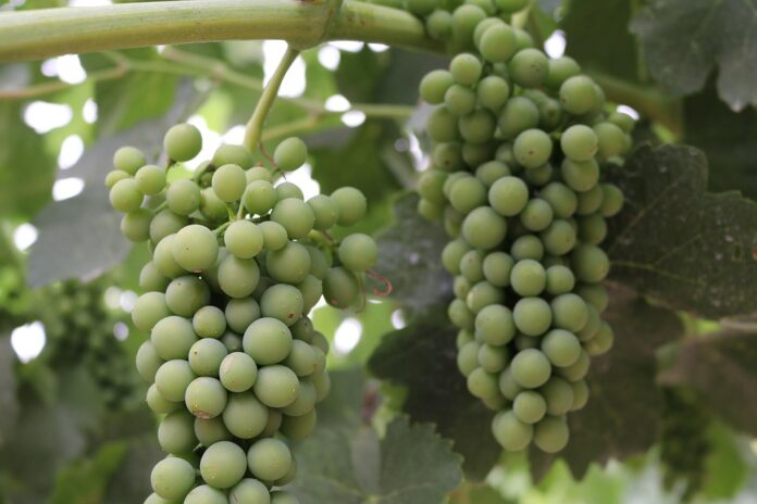 Top 10 syrah import companies in Germany