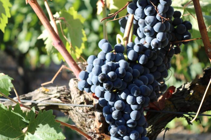 Top 10 syrah wine labels used in restaurants and hospitality