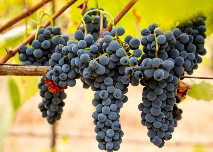 Top 10 syrah wine producers in France