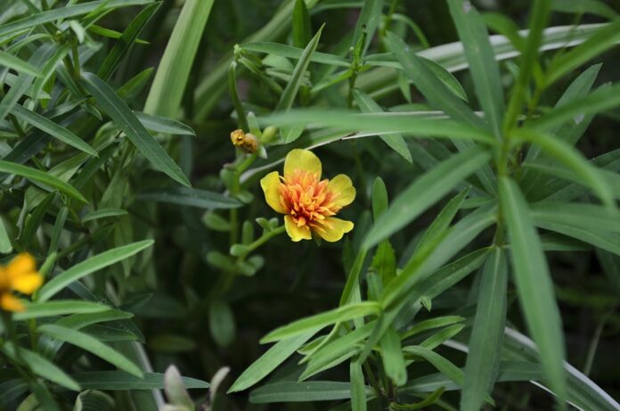 Top 10 tarragon import companies in France