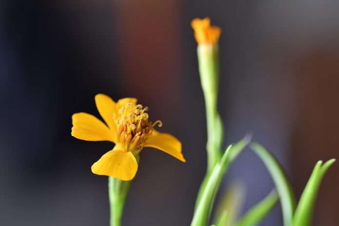 Top 10 tarragon import companies in Japan