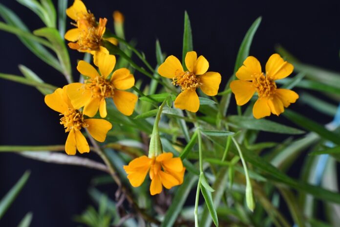 Top 10 tarragon import companies in the Netherlands