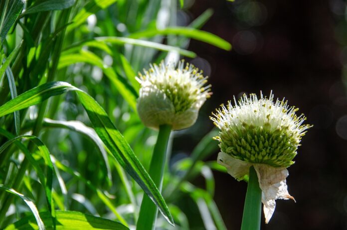 Top 10 tarragon producing countries in the world in 2025