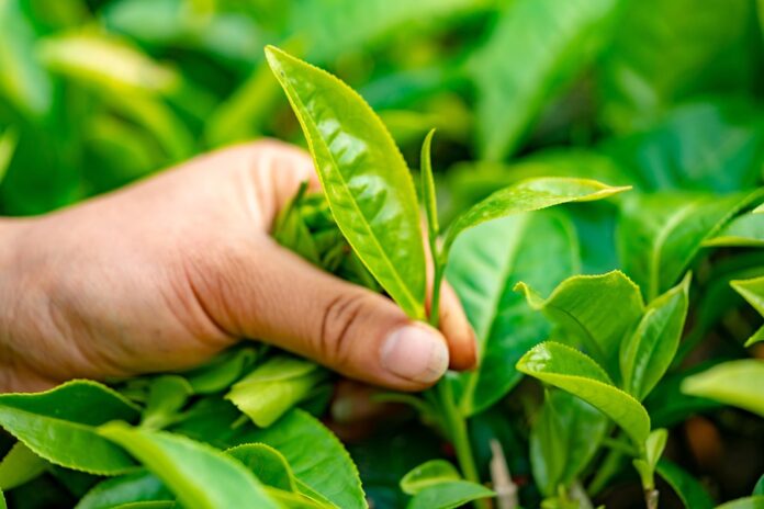 Top 10 tea bag manufacturers for private label