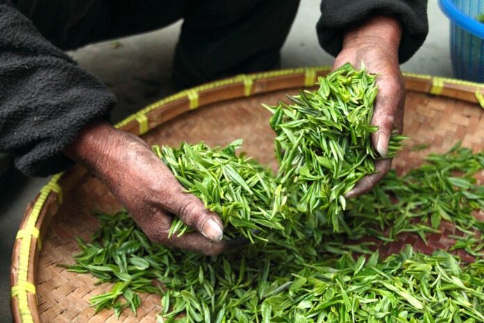 Top 10 tea producing countries in the world in 2025