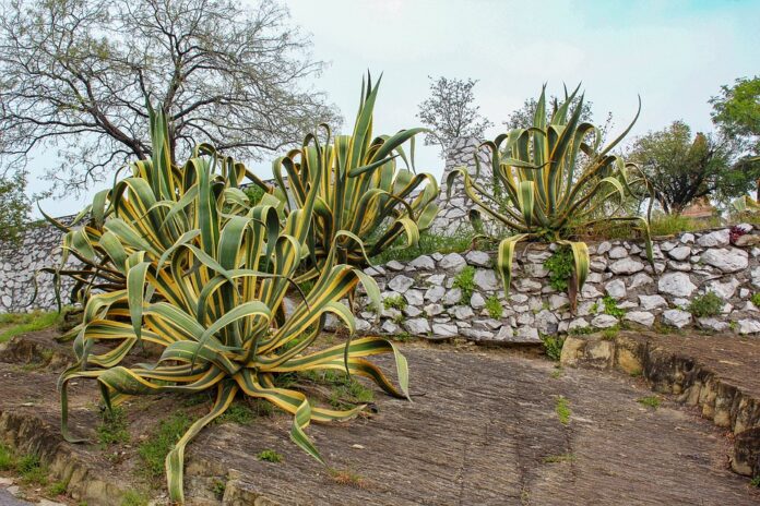 Top 10 tequila brands imported in Asia