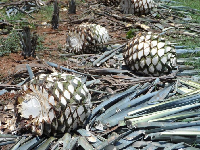 Top 10 tequila import companies in the Netherlands