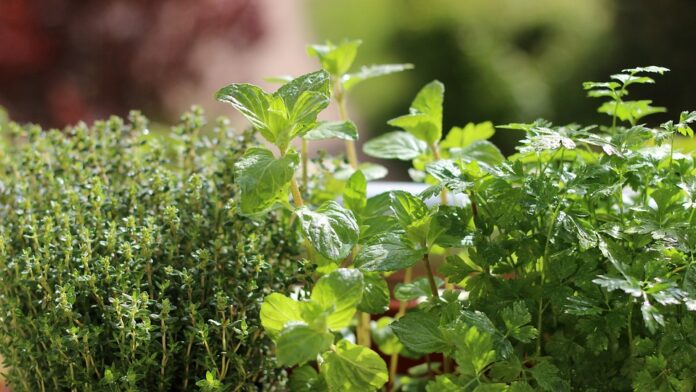 Top 10 thyme brands in Egypt