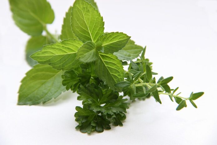 Top 10 thyme brands in India