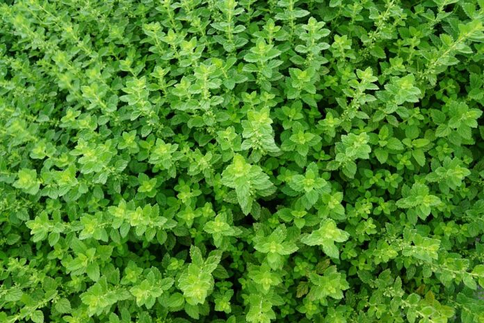 Top 10 thyme brands in Iran