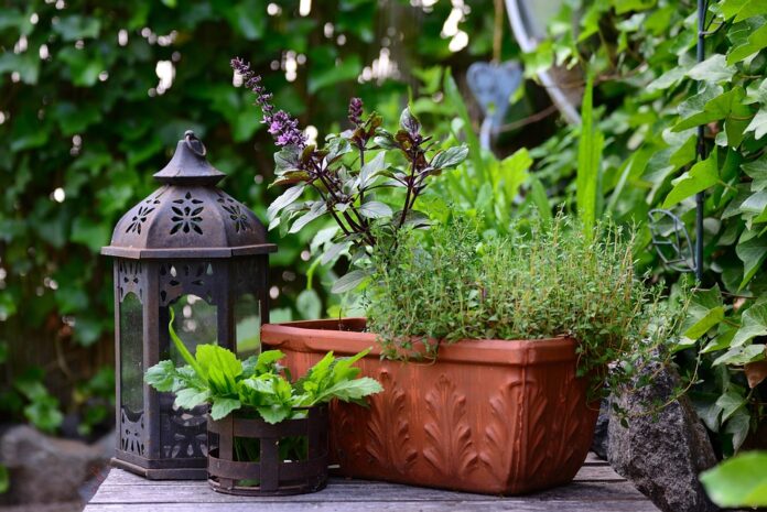 Top 10 thyme brands in Morocco