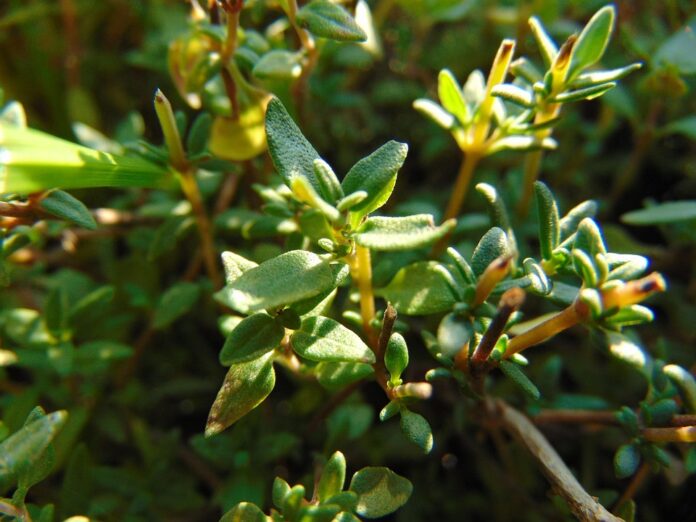 Top 10 thyme brands in Spain