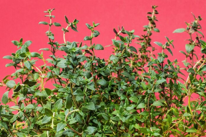 Top 10 thyme export companies in Egypt