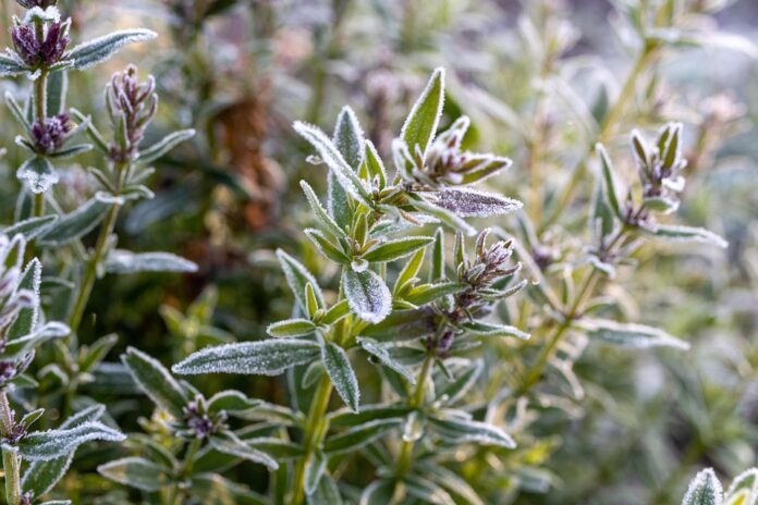 Top 10 thyme export companies in Iran