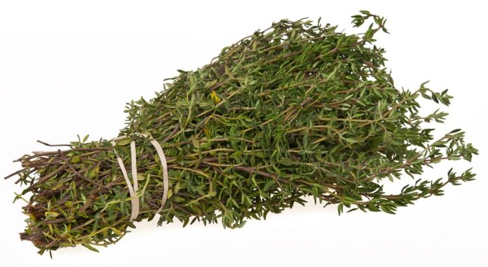Top 10 thyme export companies in Morocco