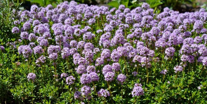 Top 10 thyme export companies in Spain