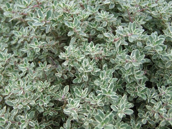 Top 10 thyme export companies in the United States