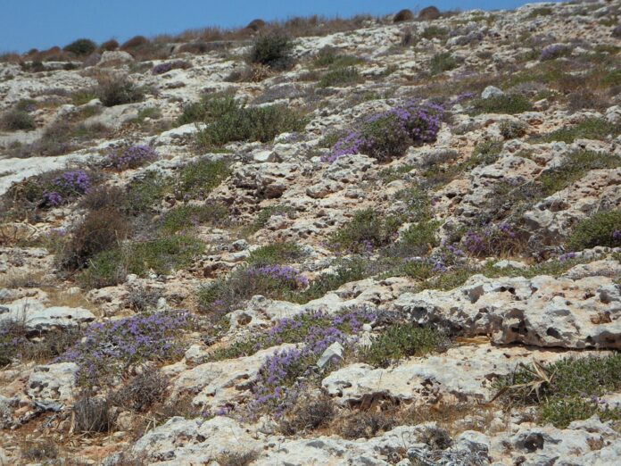 Top 10 thyme import companies in Canada