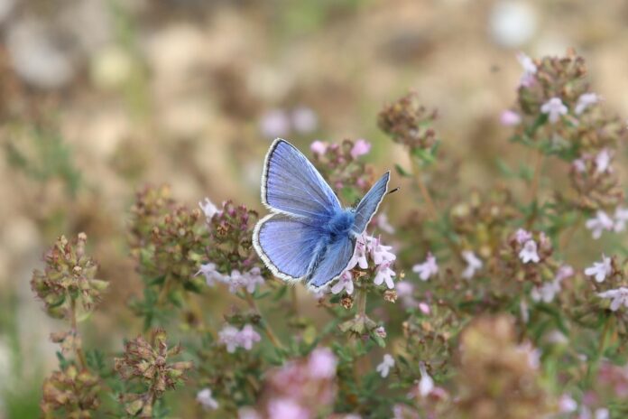 Top 10 thyme import companies in Saudi Arabia