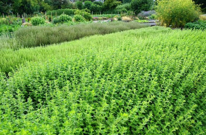 Top 10 thyme import companies in the Netherlands
