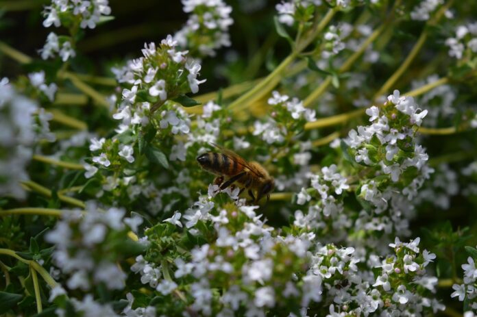 Top 10 thyme import companies in the United States