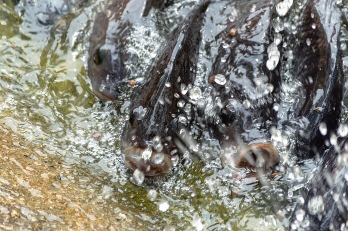 Top 10 tilapia brands in Colombia