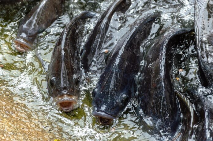 Top 10 tilapia export companies in Brazil