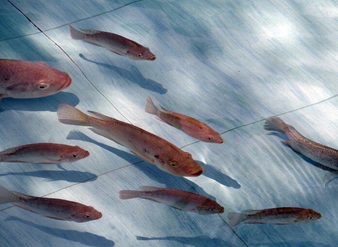 Top 10 tilapia import companies in the Netherlands