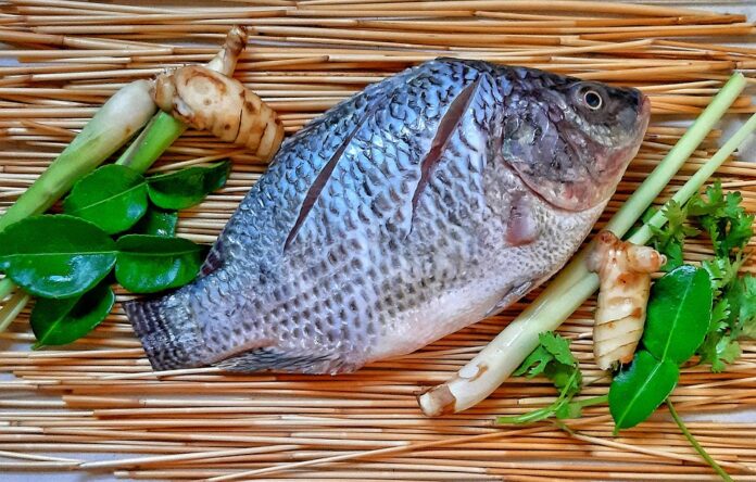 Top 10 tilapia producing countries in the world in 2025
