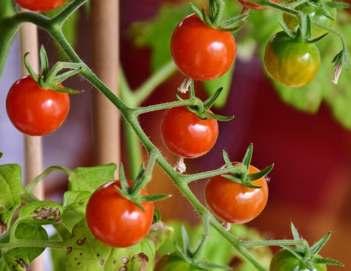 Top 10 tomato sauce companies with international presence