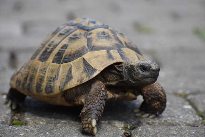 Top 10 tortoise food brands globally in 2025