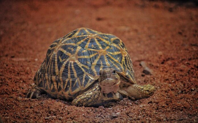 Top 10 tortoise food producers in Brazil