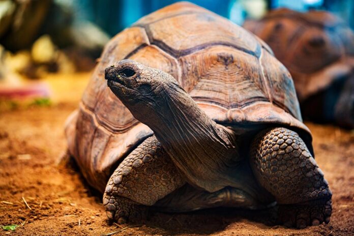 Top 10 tortoise food producers in Germany