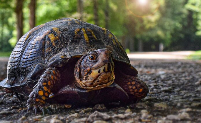 Top 10 tortoise food producers in the United Kingdom