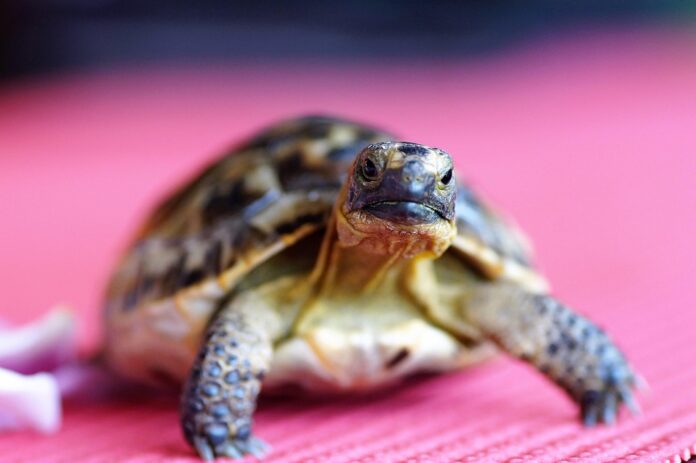 Top 10 tortoise food producing countries in the world in 2025