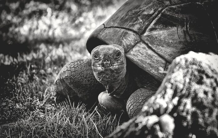 Top 10 tortoise food product innovations launched in 2025