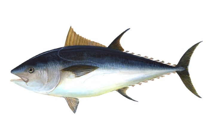 Top 10 tuna export companies in Thailand