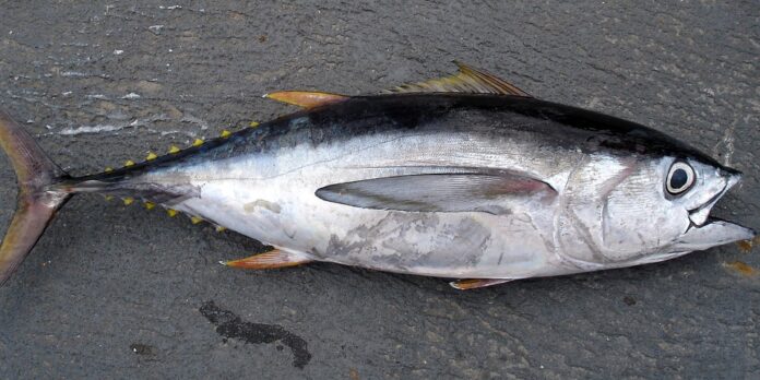 Top 10 tuna export companies in the Philippines