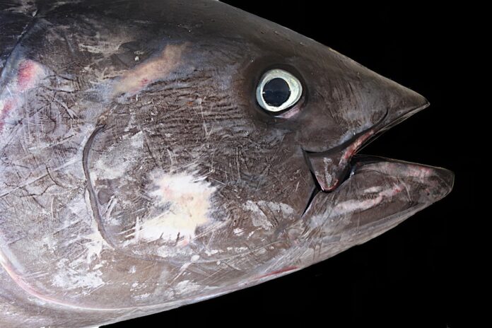 Top 10 tuna import companies in the United States
