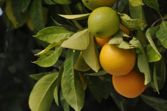 Top 10 turmeric and curcumin-based food color companies
