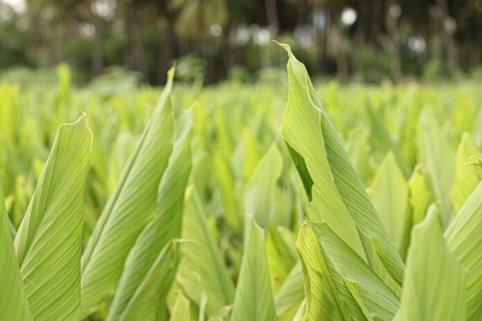Top 10 turmeric leaf importing countries in the world in 2025