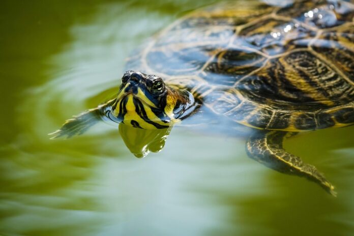 Top 10 turtle food producers in France