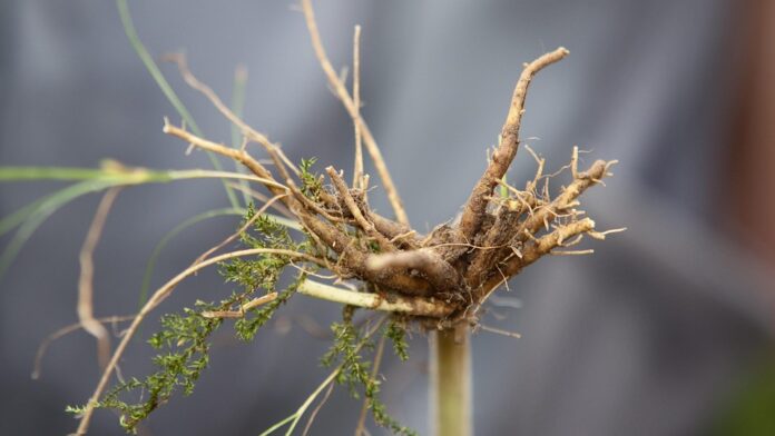 Top 10 valerian root brands in Ukraine