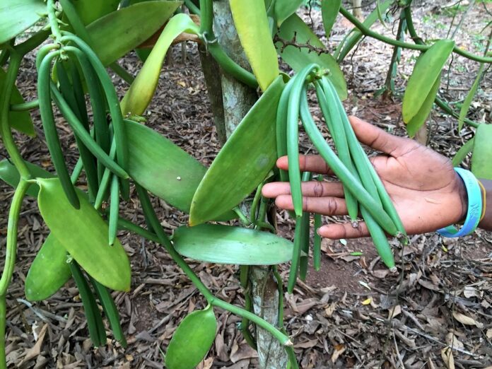Top 10 vanilla brands in Tahiti