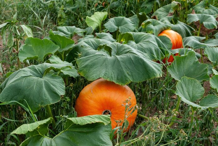 Top 10 vegetable stock import companies in Germany
