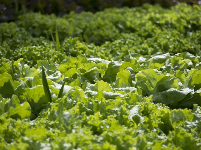 Top 10 vegetable stock import companies in the Netherlands