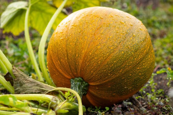 Top 10 vegetable stock producers globally in 2025